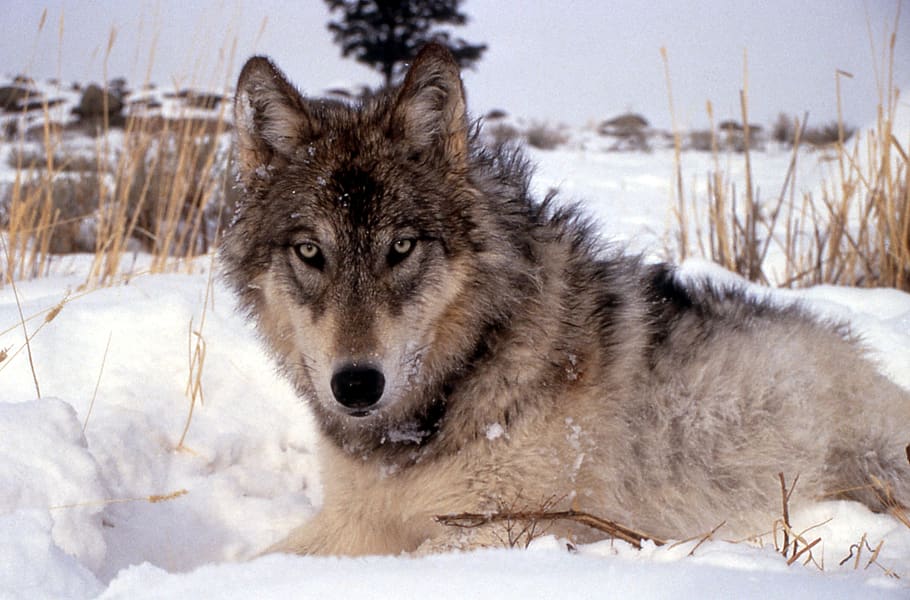 lobo, canino, neve, inverno, frio, mamífero, natureza, selvagem, pele, predador