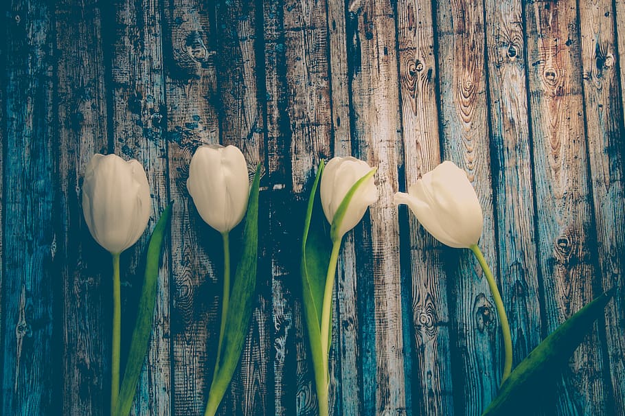 white, tulip, flower, wood, board, rustic, vintage, old, bloom, nature