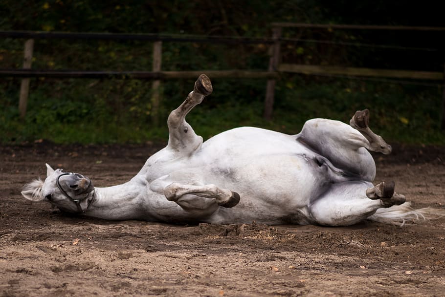 white, horse, lying, brown, sand, daytime, pasture, rolling, green, mammal