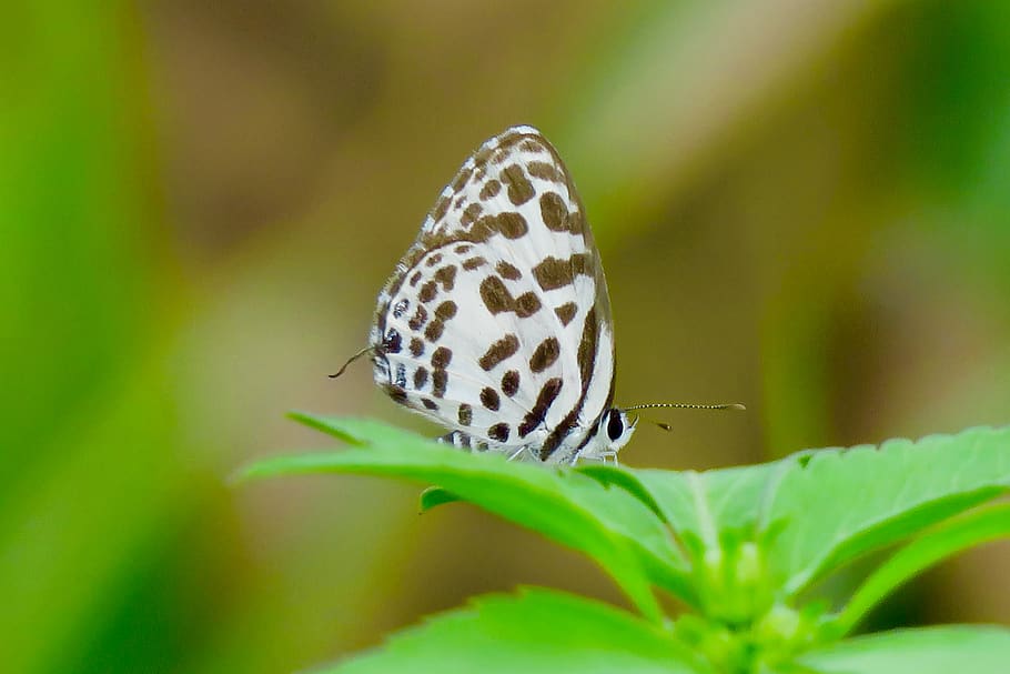borboleta, quentin chong, planta, verde, natural, luz, manchas listras, close-up, pequena borboleta cinza, branco