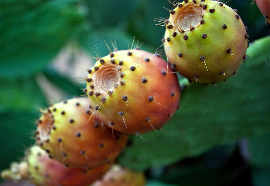 Opuntia ficus-indica, higos chumbos, cactus, suculentas, frutas, rojo, amarillo, verde, cactáceas, tuna