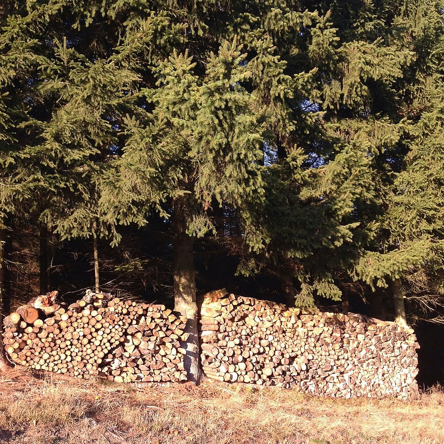 edge of the woods, pile of wood, autumn, tribe, nature, forest path, forest trail, firewood, stack, tree