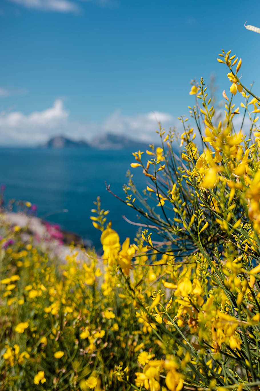 flores silvestres, flores, Itália, campania, flora, Selvagem, Amalfi, Costa, flor, amarelo