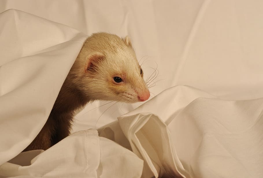 ferret, white sheet, domestic animal, one animal, animal themes, indoors, pets, hamster, domestic animals, close-up