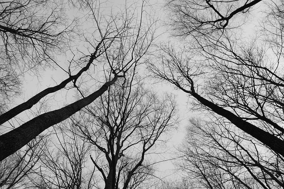 trees, sky, monochrome, forest, natural, moody, bare tree, tree, branch, low angle view