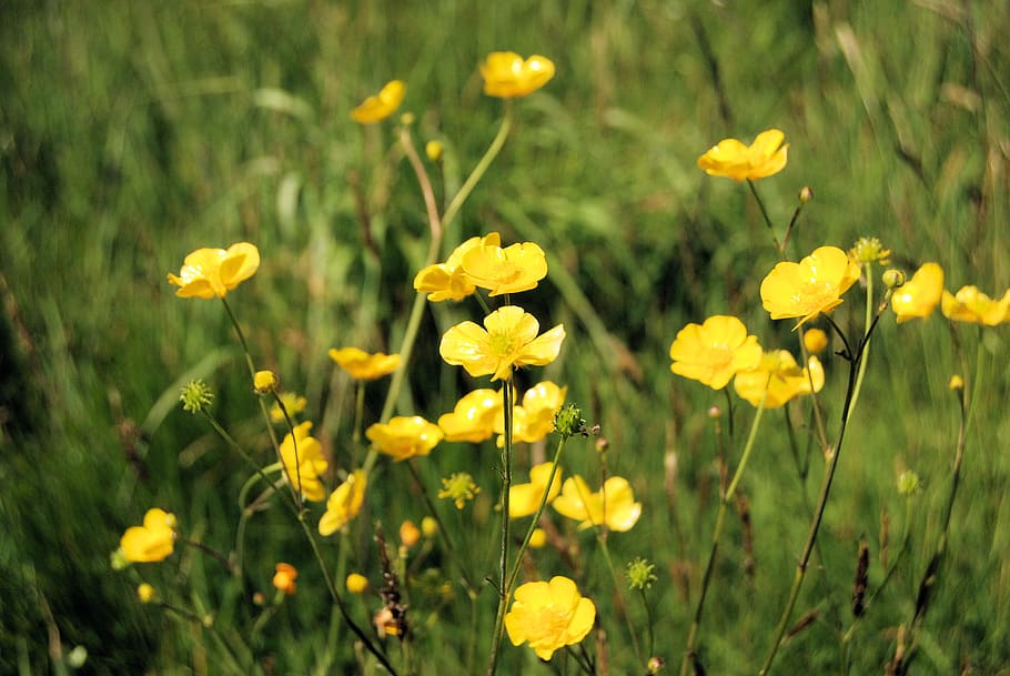 flowers, buttercup, meadow, wildflowers, spring, floral, plants, natural, blossom, bloom
