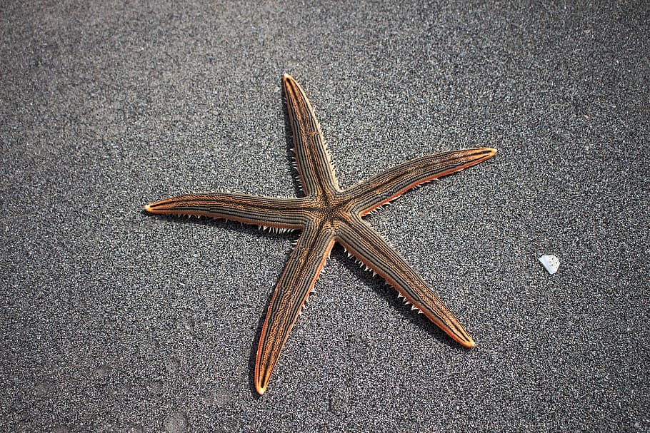 brown star fish, sea star, beach, marine fauna, animal themes, one animal, animals in the wild, animal, animal wildlife, starfish