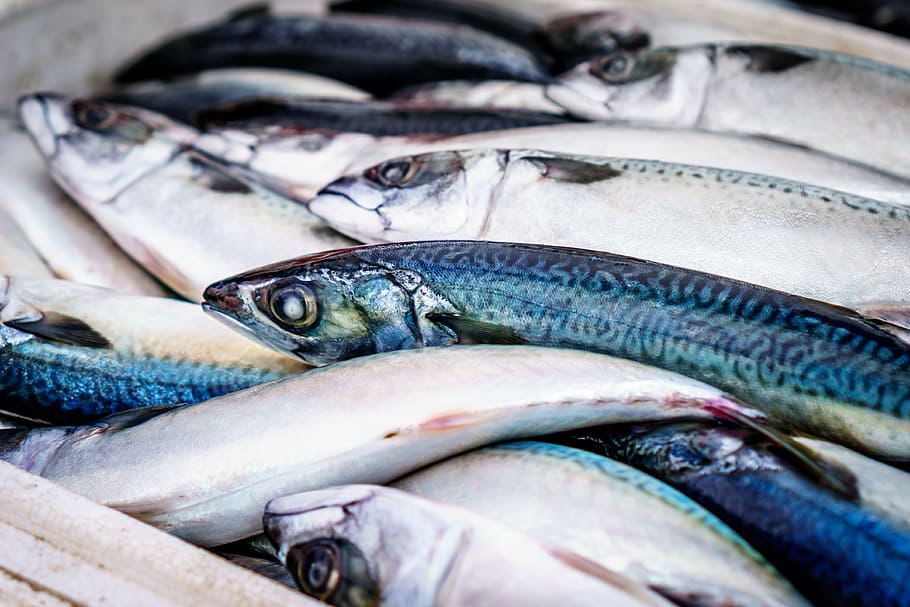 peces comestibles grises, pescado, fresco, mercado, alimentos, mariscos, saludable, crudo, delicioso, gourmet