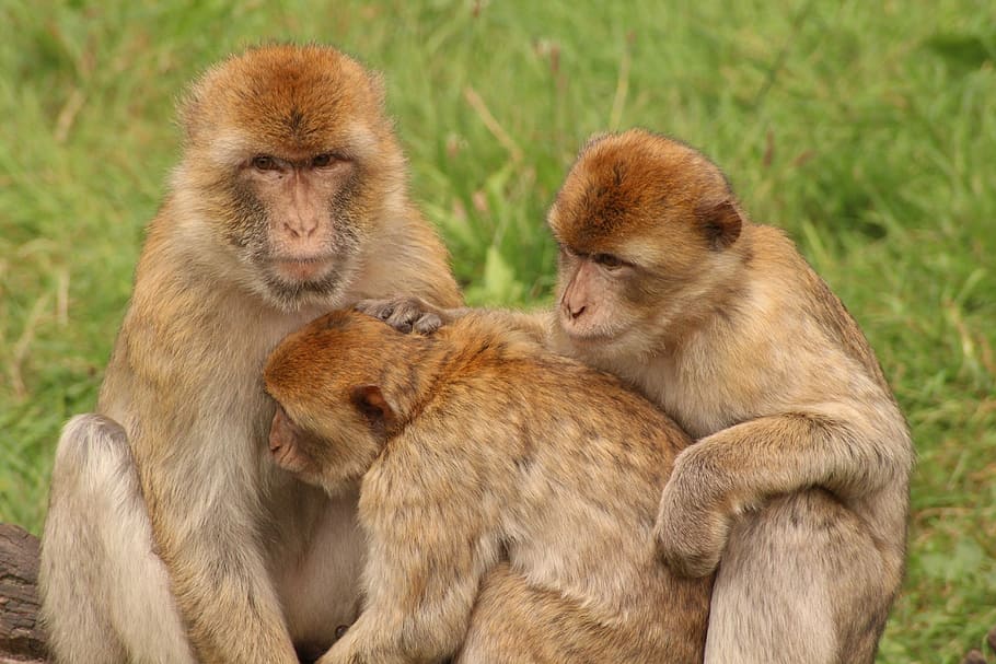 monkey, animal family, sweet, cute, zoo, fluffy, mammal, wildlife photography, primate, animals in the wild