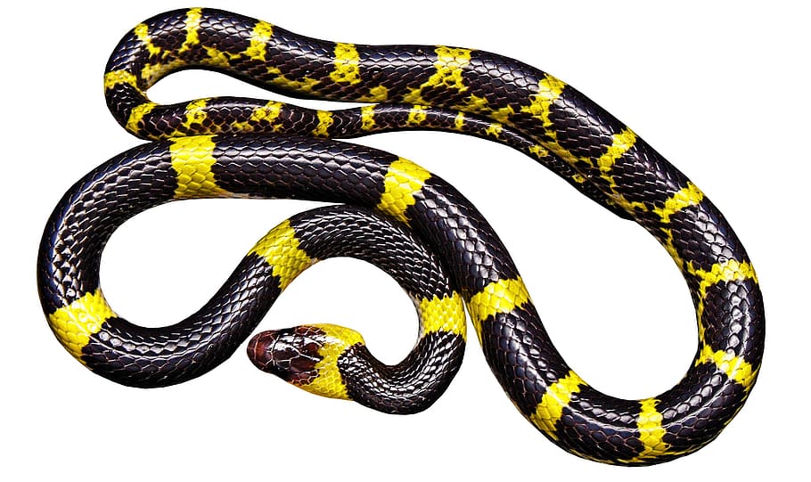 kuning, hitam, ular, putih, latar belakang, hitam kuning, tidak beracun, terisolasi, hewan, reptil
