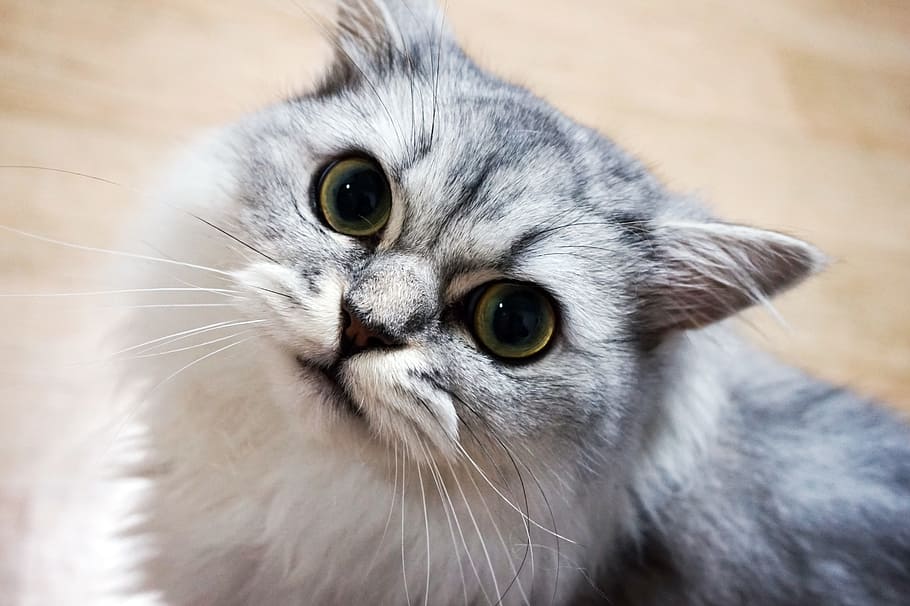 gato gris con recubrimiento largo, gato, animal, mascota, gato blanco, miau, gatito, persa, imágenes locas persas, temas de animales