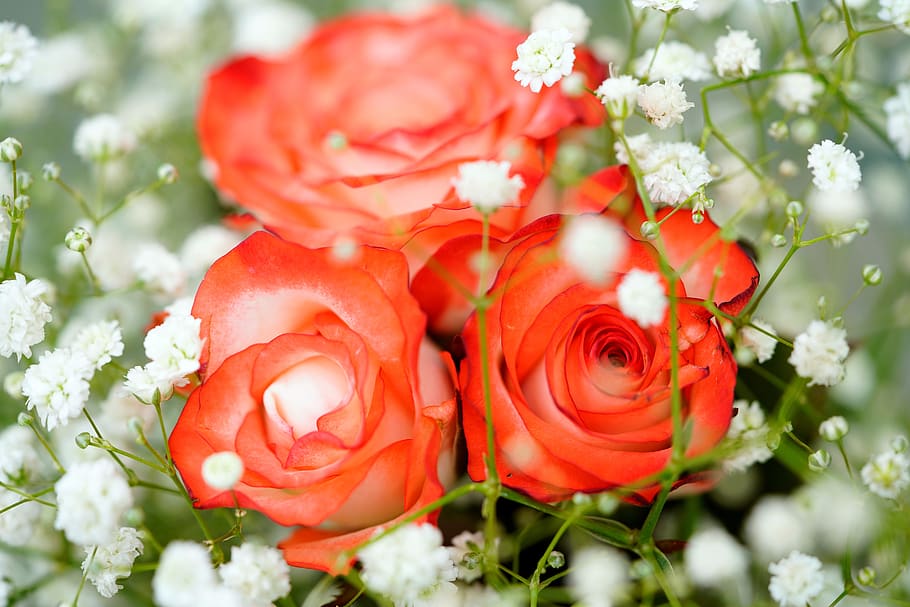 rose, red roses, red rose, flower, nature, gypsophila, bouquet, romance, flowers, romantic