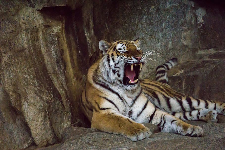 tiger on cave, tiger, predator, tooth, cat, dangerous, big cat, siberian tiger, amurtiger, zoo
