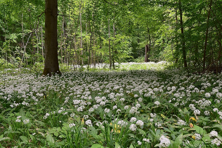 white, flowers, forest, bear's garlic, spring, kitchen herb, deciduous forest, plant, tree, growth
