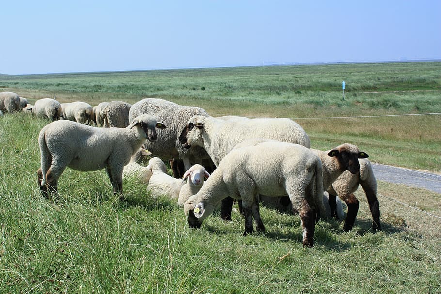 North Sea, Sea, Dike, Sheep, Nordfriesland, dike, deichschaf, infrastructure, holiday, sheep on dyke, grass