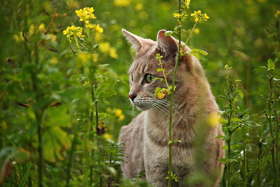 short-coated, brown, cat, besides, yellow, flowers, kitten, mieze, breed cat, cat's eyes