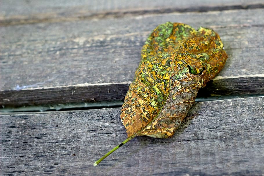 Autumn Leaves, Yellow, Leaf, Golden, yellow leaf, walnut, large leaf, mosaic, jewel, old gold