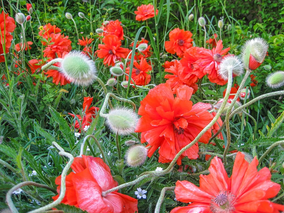 poppy, flower, summer, fire-mohn, red, poppy flower, blossom, bloom, red poppy, turkish poppy