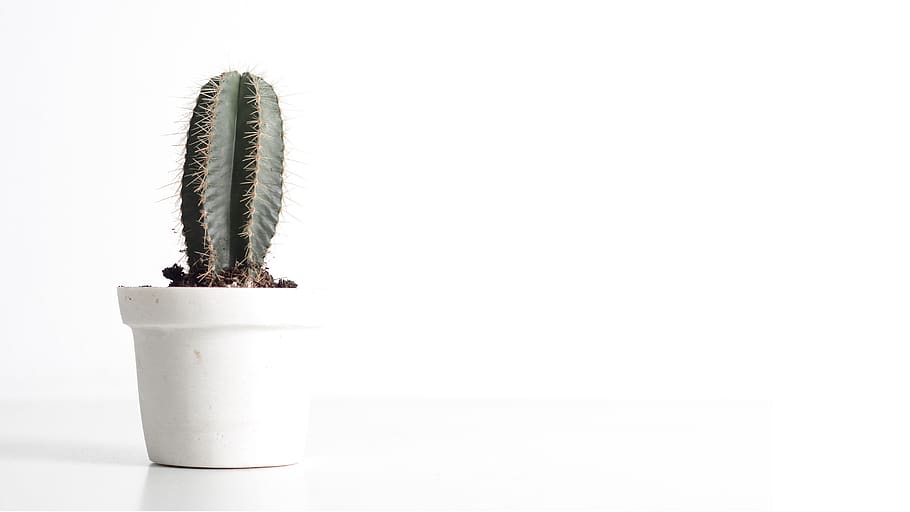 cactus, white, background, green, simple, copy space, white background, indoors, studio shot, plant