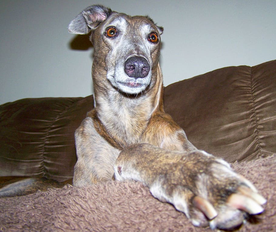 adult, brown, brinde greyhound, dog, head, close-up, funny, greyhound, happy, hound