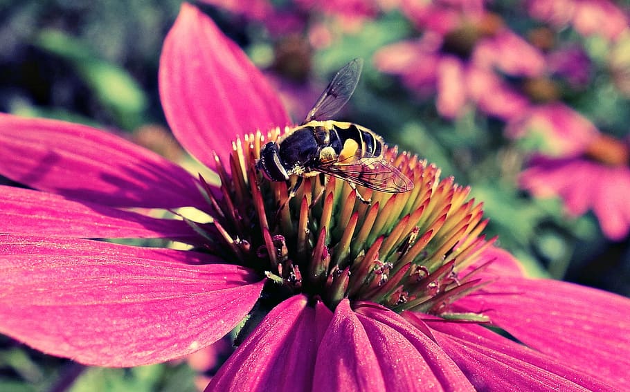 bee, pink, flower, purple cone flower, cone flower, echinacea, plant, summer, petal, bee on flower