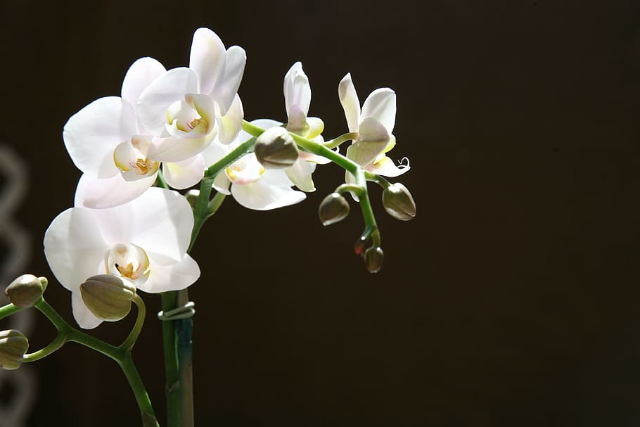 Orquídea, yemas, tropical, Phalaenopsis, botánico, floreciente, decorativo, naturaleza, planta, ramo