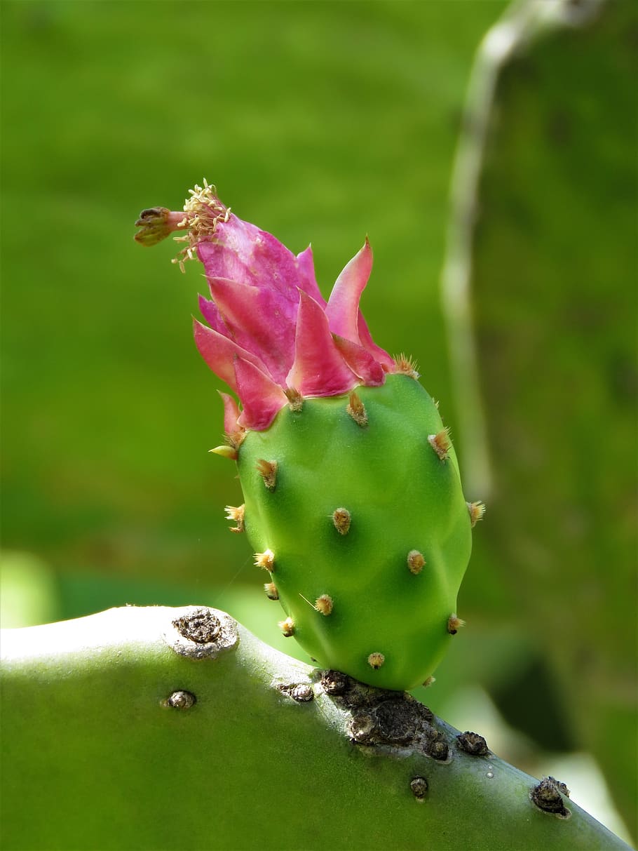 flor de cactus, flor rosa, flor tropical, planta, primer plano, flor,  centrarse en primer plano, color verde, planta floreciendo, crecimiento |  Pxfuel