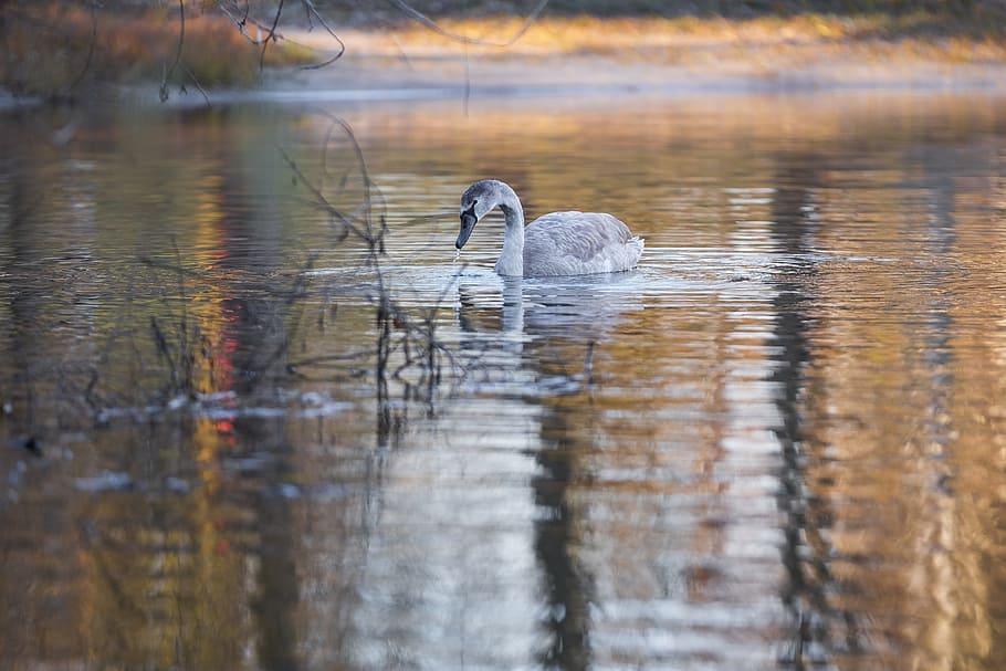 duck on water, swan, gray swan, bird, water bird, schwimmvogel, water, lake, river, mirroring