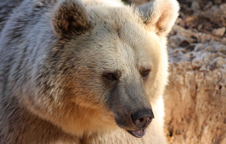 selective, focus photography, polar, bear, grizzly, wildlife, brown, wild, mammal, fur
