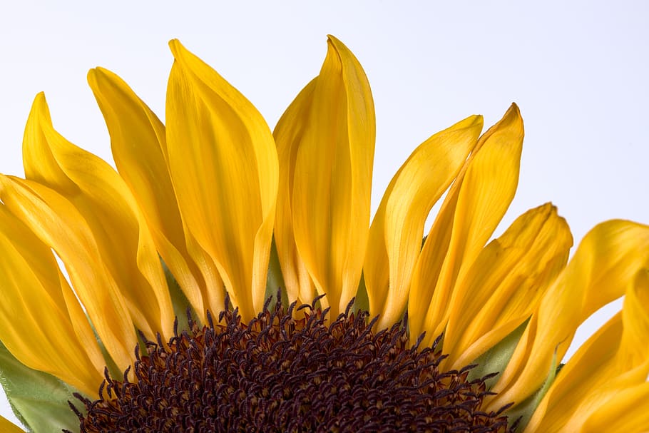 bunga matahari, kelopak, makro, merapatkan, bunga, kuning, botani, warna, berkembang, menanam