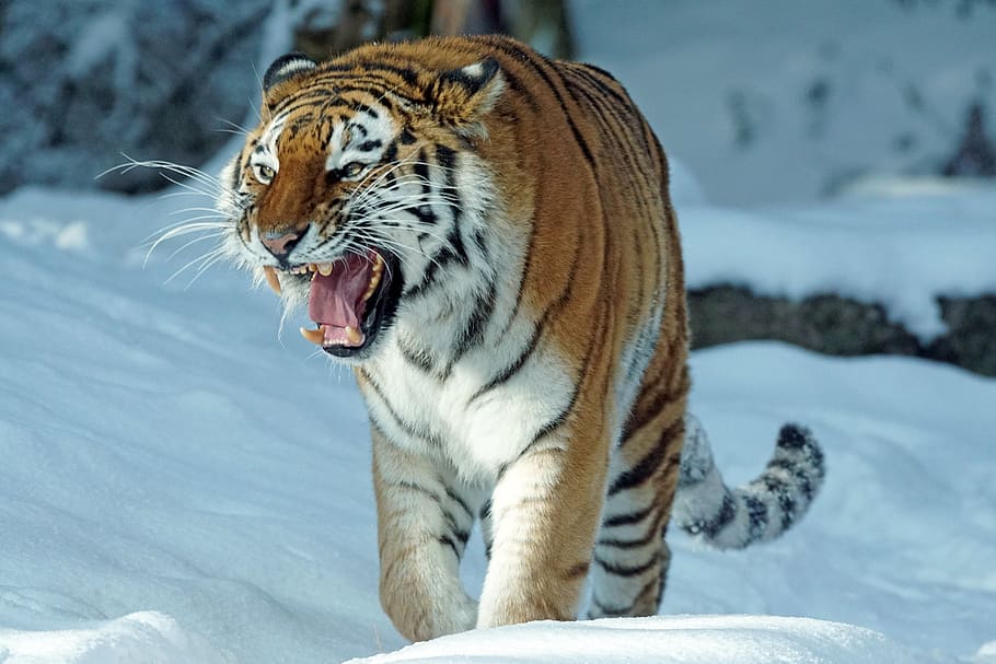 tigre siberiano, andar, neve, tigre, amurtiger, predador, gato, carnívoros, perigoso, siberiano