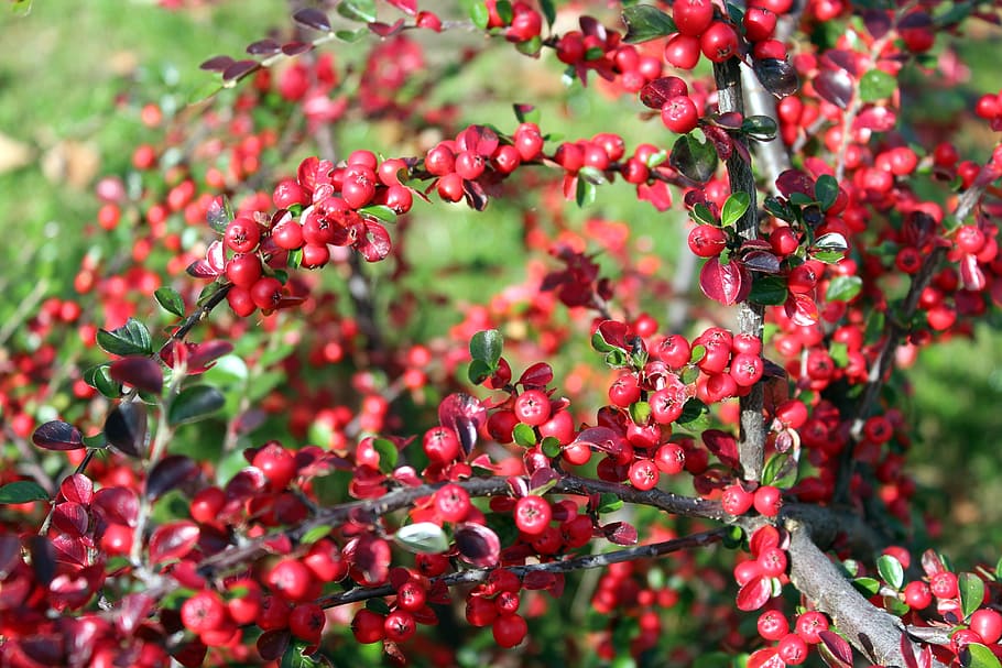 cotoneaster, bush, ornamental plants, fruit, beads, minor, red fruits, red balls, food and drink, food