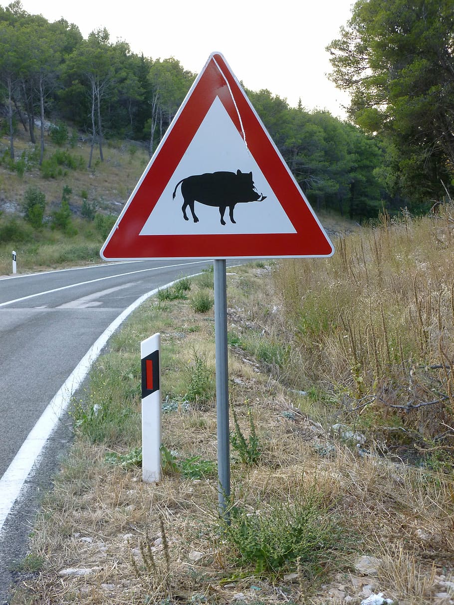 street sign, wild boar, road, sign, communication, plant, tree, road sign, day, warning sign
