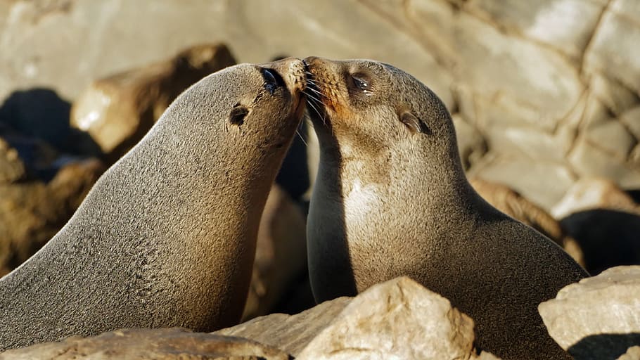 moment, Fur, Seals, two, kissing, seal, daytime, animal themes, group of animals, animal wildlife