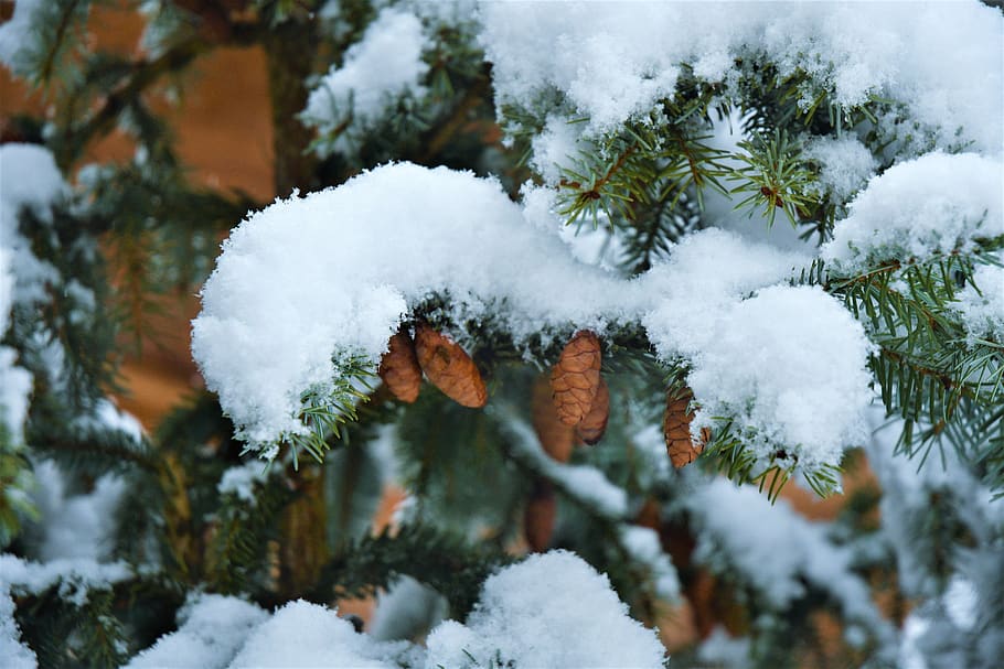 winter, snow, forest, trees, pine, snowfall, nature, cold, frozen, snowy