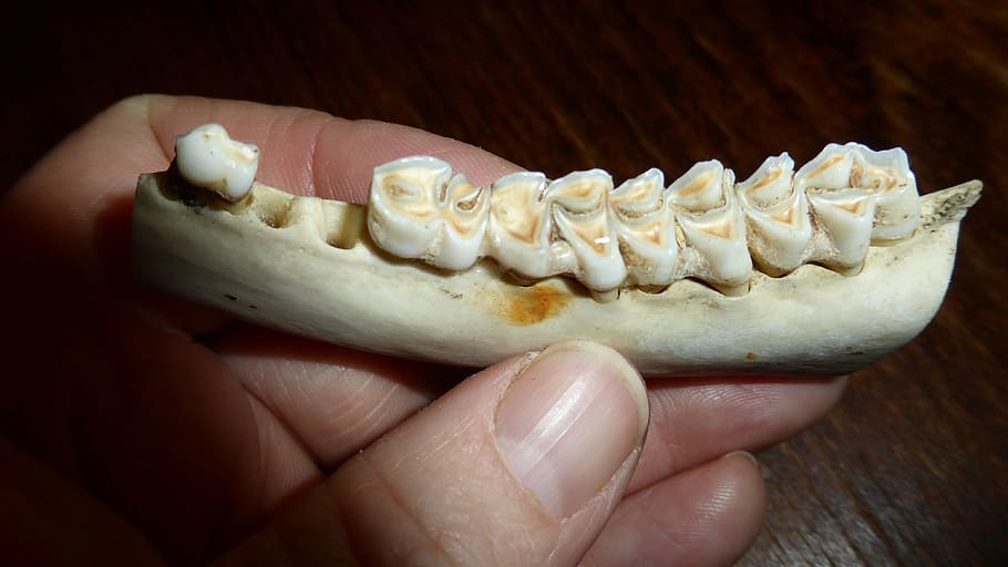 teeth, tooth, dental caries, bone, skeleton, animal world, pine, animal Teeth, human body part, human hand