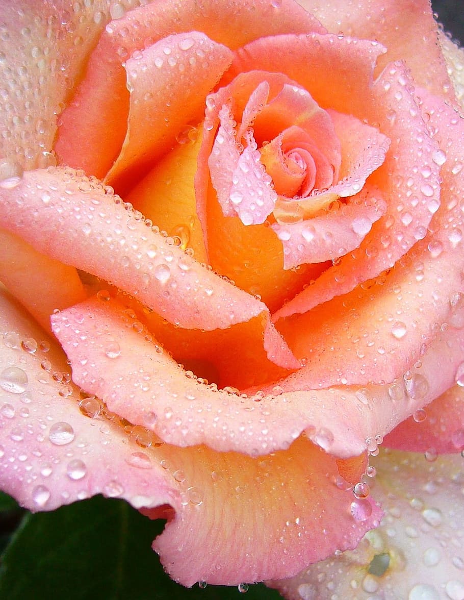 close, carnation, close up, rose, pink, macro, raindrops, flower, salmon pink, petal