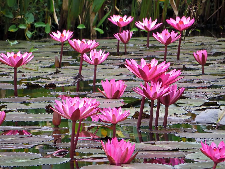 laos, lotus, pink, pink flower, nelumbo nucifera, aquatic, aquatic plant, pond, flora, nymphaeaceae