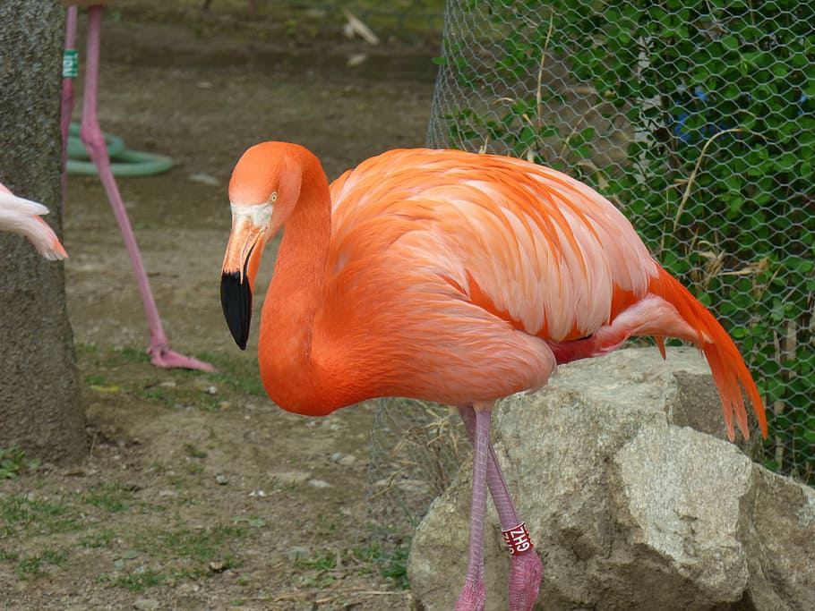 the greater flamingo, nature, the zoo, animals, bird, animal themes, vertebrate, animal, flamingo, animal wildlife