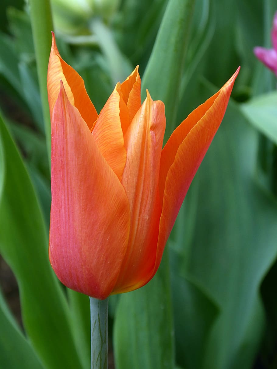 tulip, flower, spring, tulip fleur-de-lis, orange, lily, flowering plant, fragility, petal, freshness