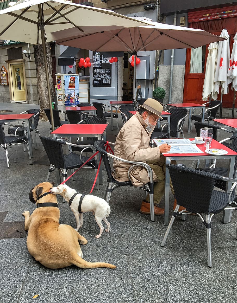 Madrid, Anjing, Pagi, Kota, pagi di kota, surat kabar, pensiunan, berjalan-jalan, kakek, bagaimanapun