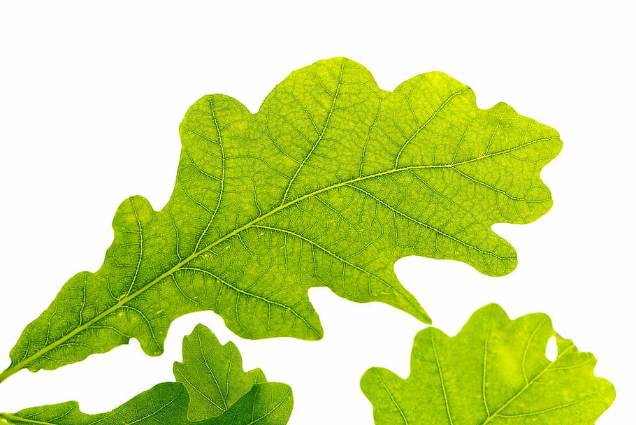 three green leaves, oak leaf, green, tree leaf, green leaf, leaf structure, buchengewaechs, close, leaf, green color
