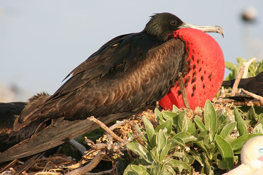 great frigatebird, male, nest, bird, seabird, beach, red, wildlife, tropical, waterfowl