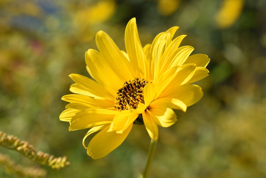 bunga, bunga daisy, kelopak kuning, benang sari, putik, alam, bunga buket, aroma bunga, kelopak, musim semi berbunga