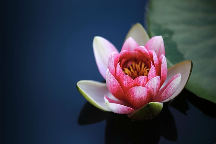 pink, water lily flower, selective, focus photography, water lilies, lotus, pond, affix, jeju island, halla arboretum