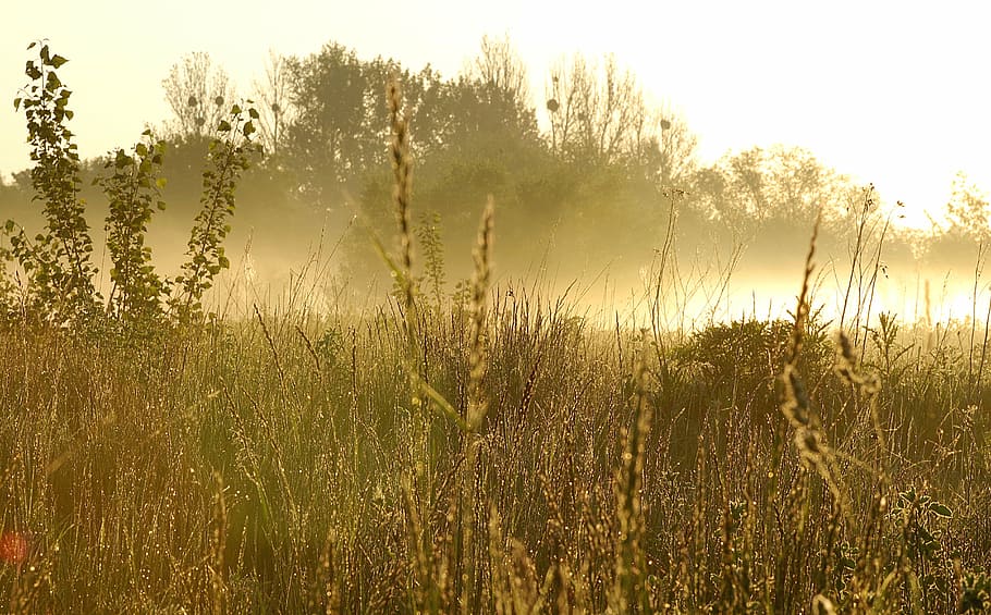 raso, fotografia com foco, grama, nevoeiro, amanhecer, matagal, floresta, árvore, rosa, molhado