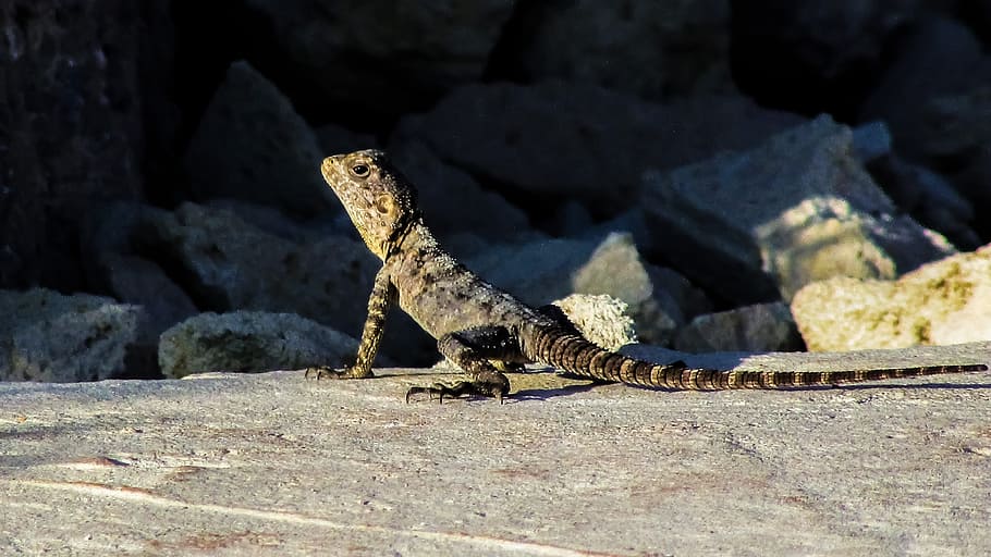Lizard, Cyprus, Reptile, Fauna, kurkutas, animal, wildlife, nature, species, herpetology