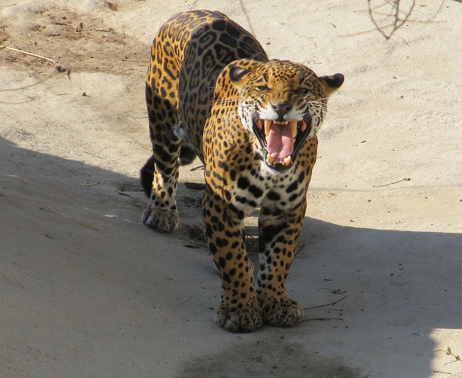 leopard, gray, sand, jaguar, growling, snarling, big cat, feline, mammal, predator