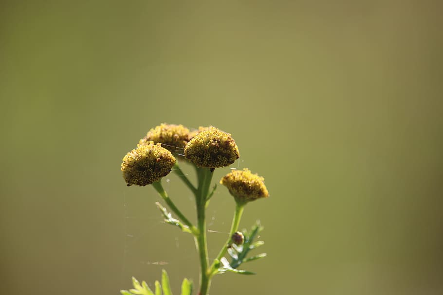 Autumn, Tansy, Moneywort, Meadow, spider webs, flowers, green, plant, flower, nature