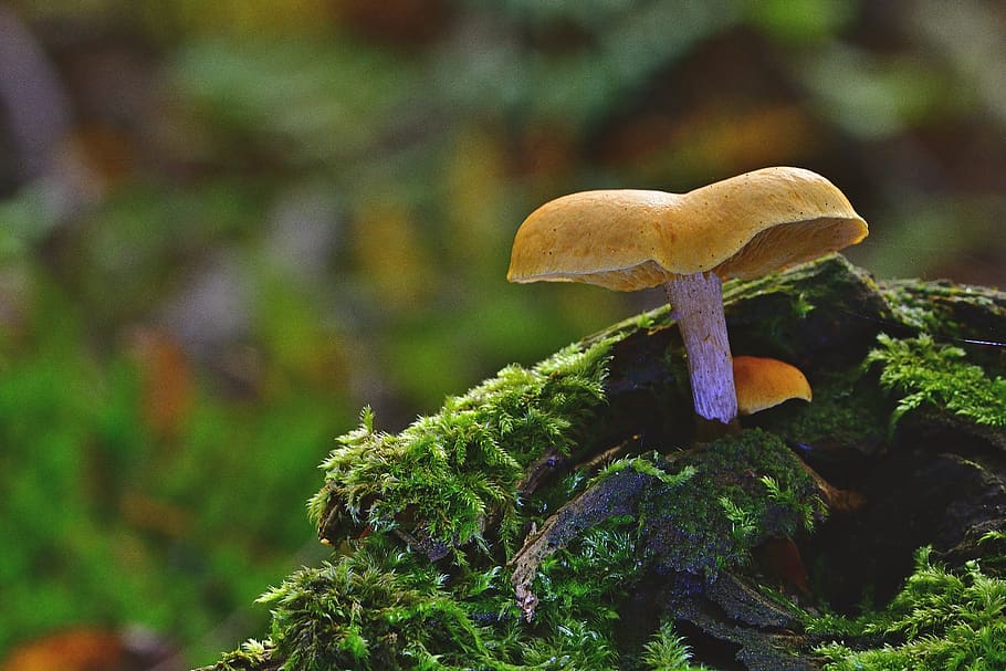 floresta, fungo de tela, outono, chão da floresta, close-up, natureza, lamelar, cogumelo, fungo, vegetal